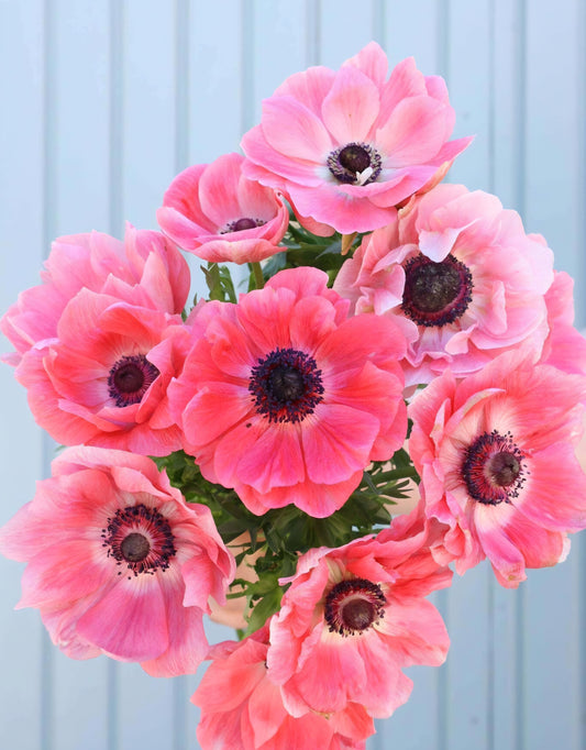 Anemone Italian Mistral Shocking (10)