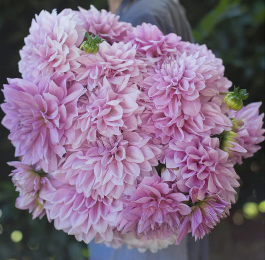 Lavender Perfection Dinner plate Dahlia Tuber