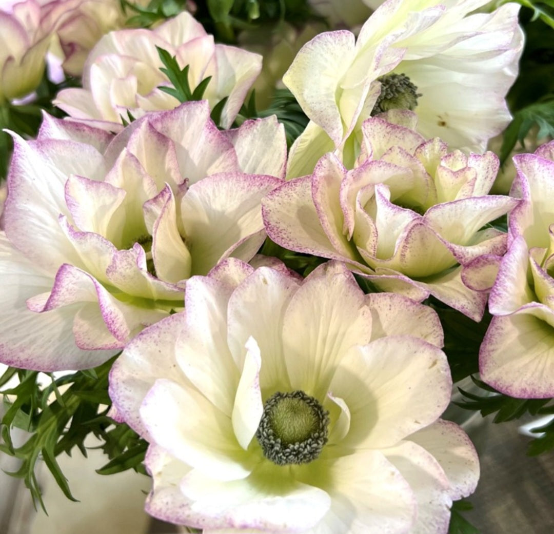 Anemone Italian 'Mistral Edge' (10)