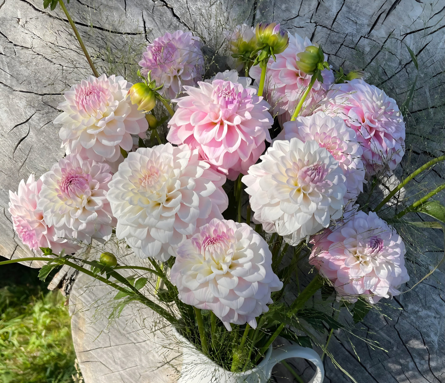 Janick's Symphony Dahlia Cutting