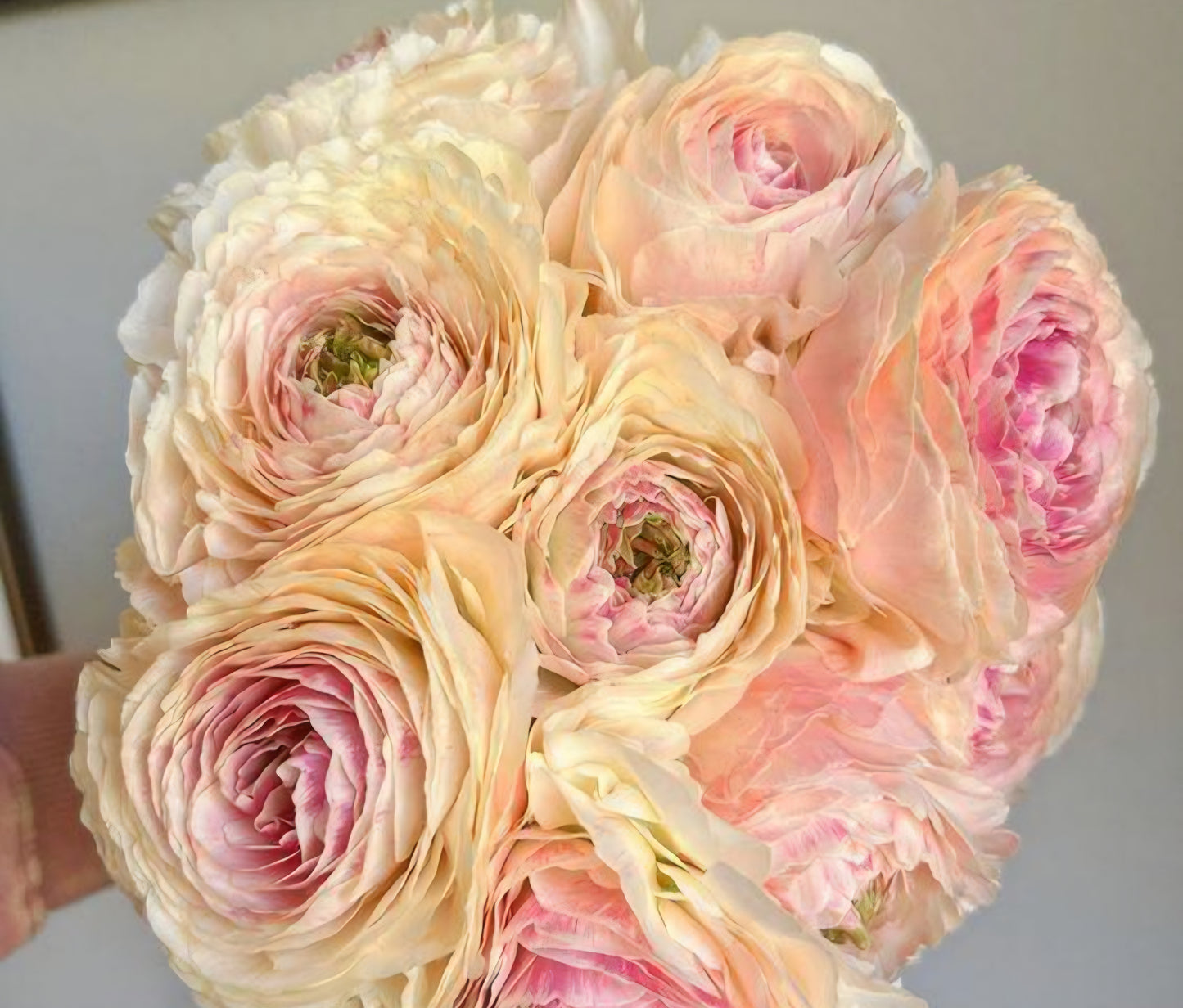 Maritime Romance Ranunculus Corms