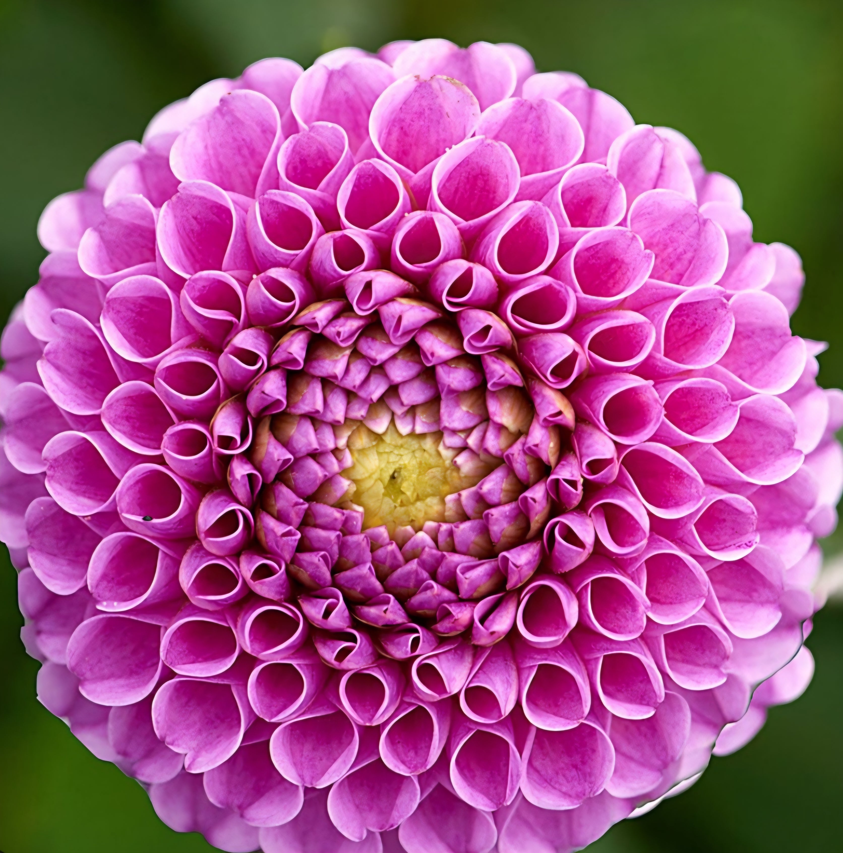 Blooming Patches Farm Dahlia Franz Kafka - Thumbnail 3