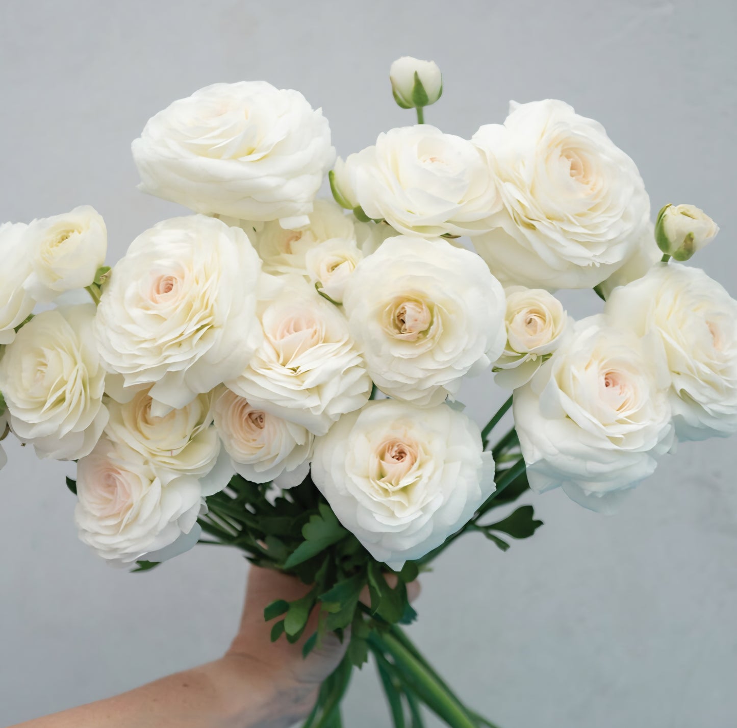 Romance Courchevel Ranunculus Corms