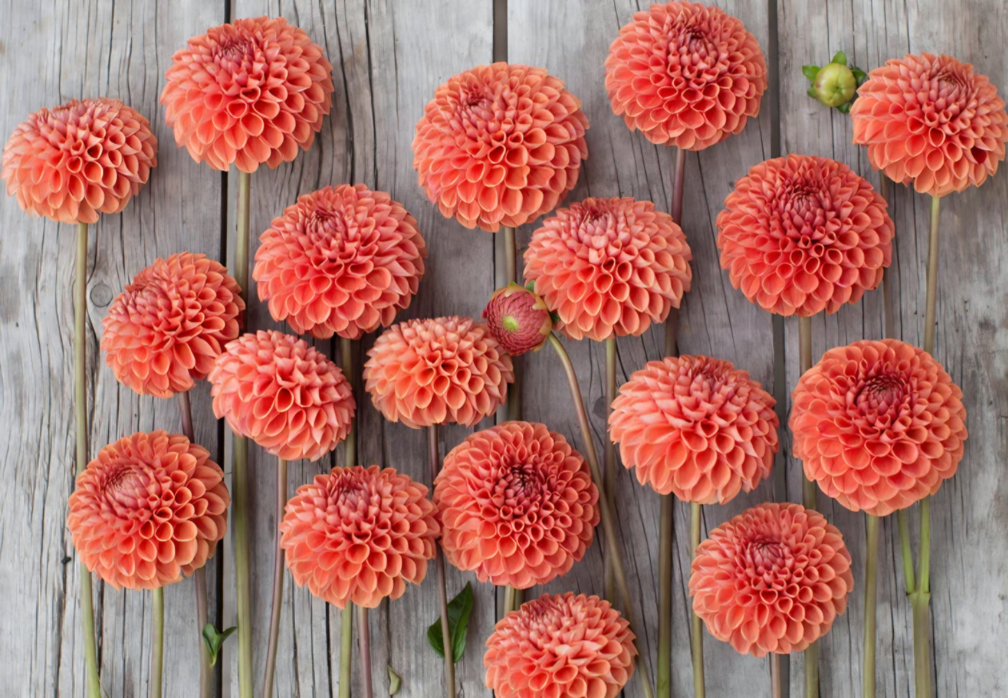 Cornel Bronze Dahlia Cutting