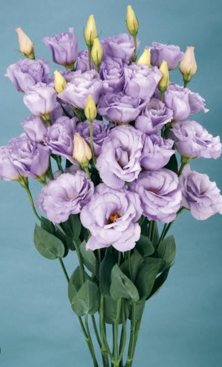 Lisianthus Mariachi Lavender Plugs