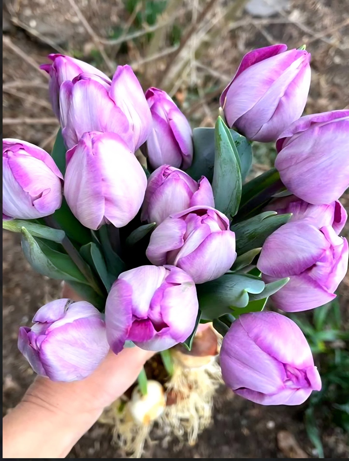 Jacuzzi Tulip Bulbs