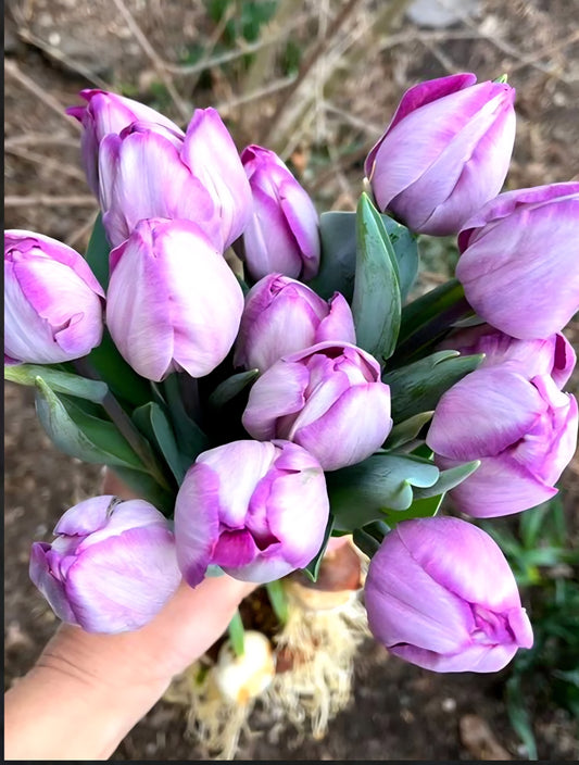 Jacuzzi Tulip Bulbs (20)