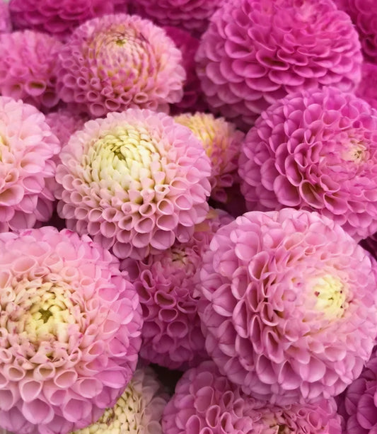 Maaike Dahlia Cutting