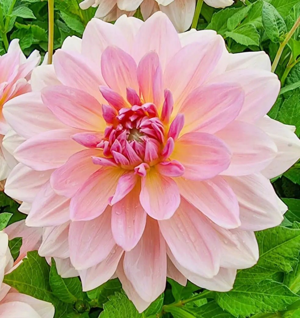 Fairway Pilot Dinner plate Dahlia Tuber