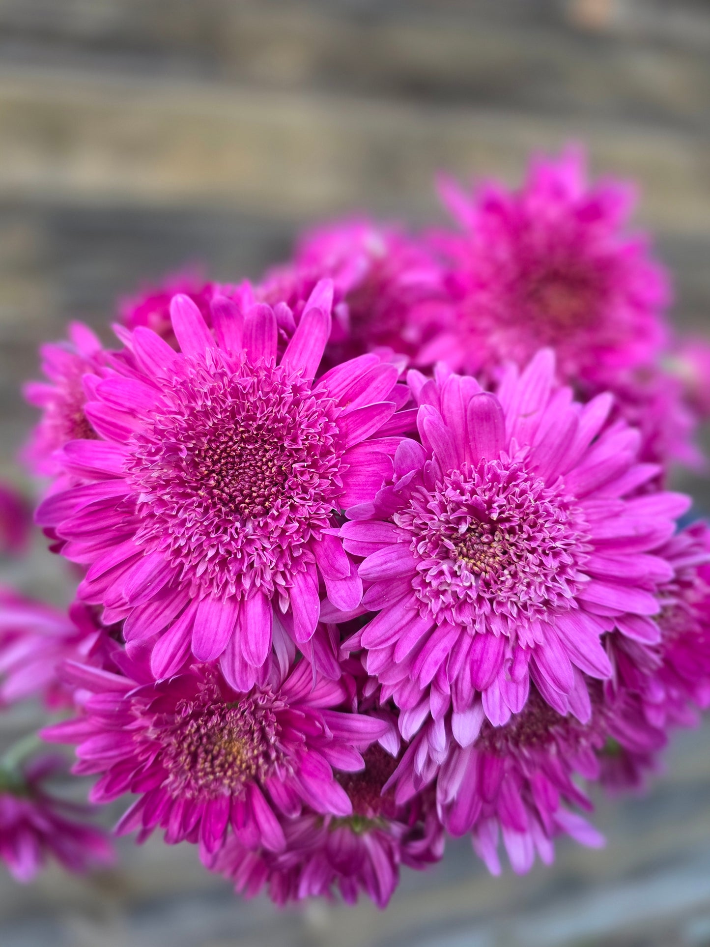 Purple Light Heirloom Chrysanthemum Plugs (3)