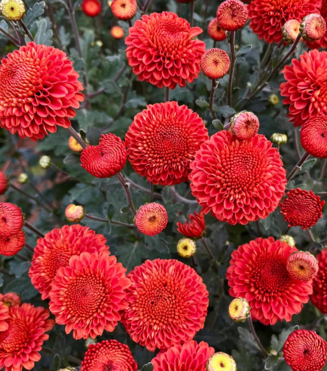 Kelvin mandarin Chrysanthemum Plugs
