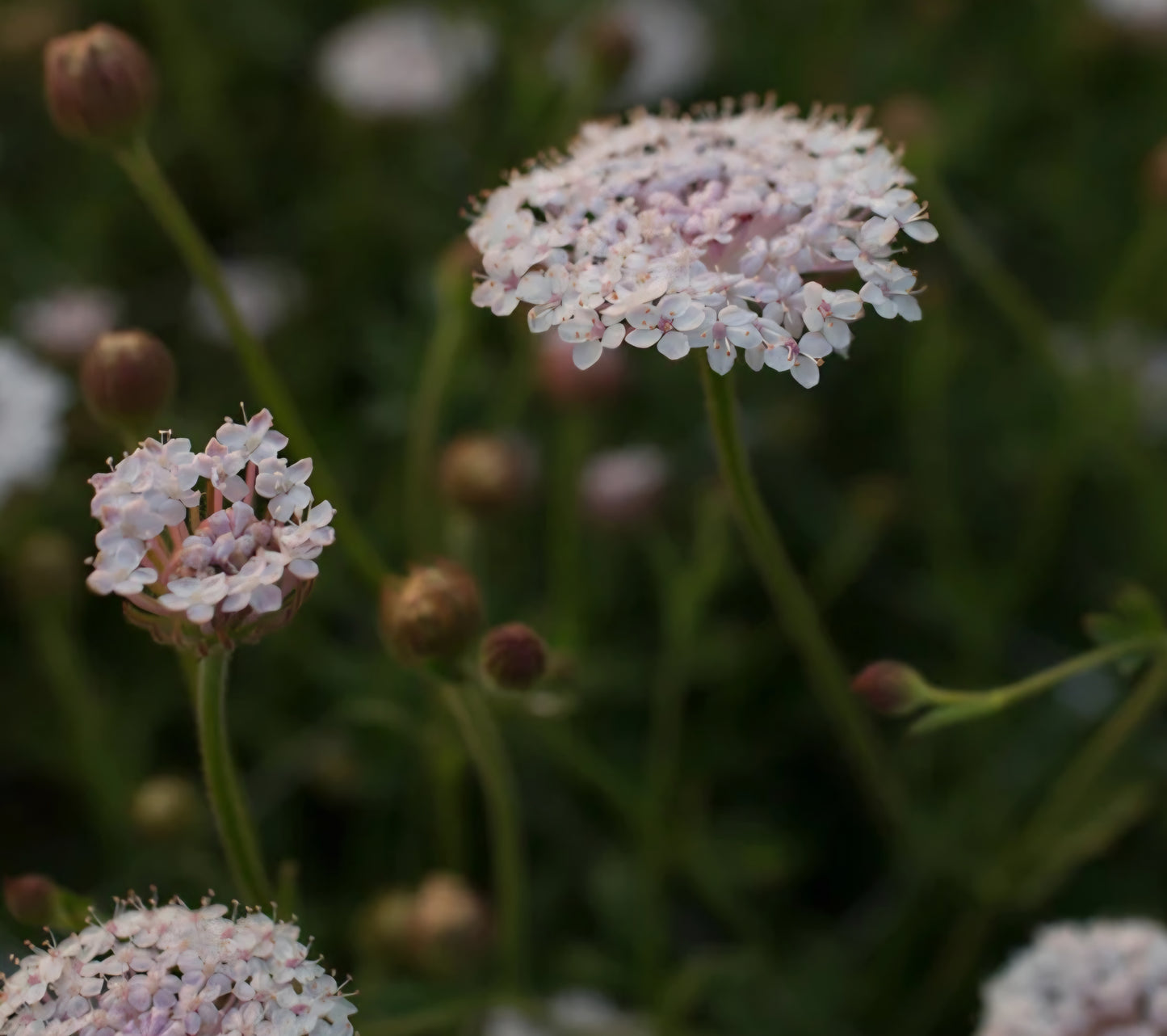 Lacy Pink Didiscus Plugs