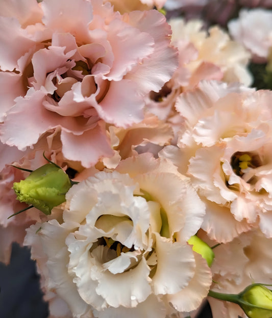 Lisianthus Voyage Light Apricot Plugs