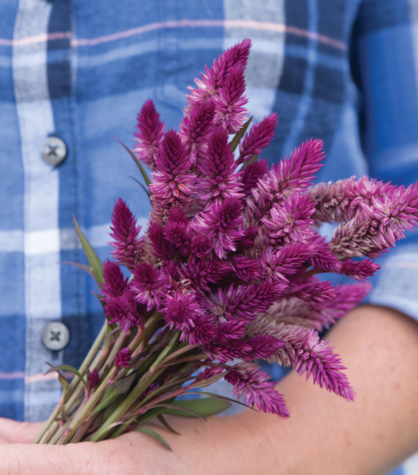 Purple Flamingo Celosia Plugs (4)