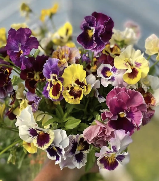 Italian Viola Appassioniato Flamenco Mix Pansy Plugs