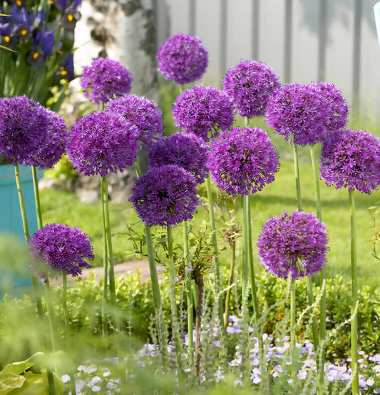 Allium Purple Sensation Bulbs (10)