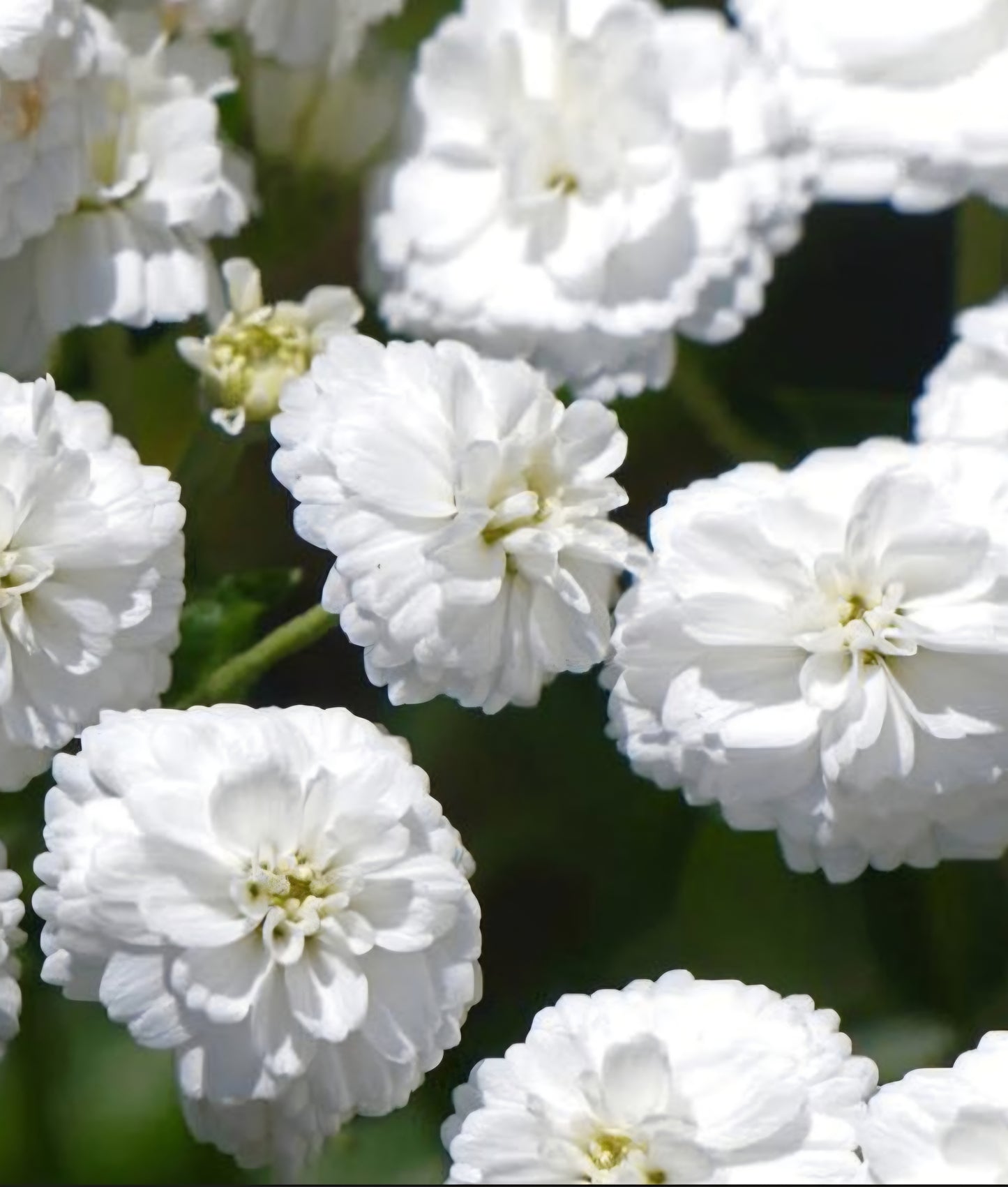 Achilles Marshmallow Yarrow Plugs