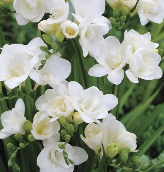 Freesia Double White Boulevard Bulbs (10)