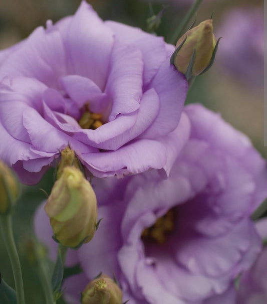 Lisianthus Mariachi Lavender Plugs