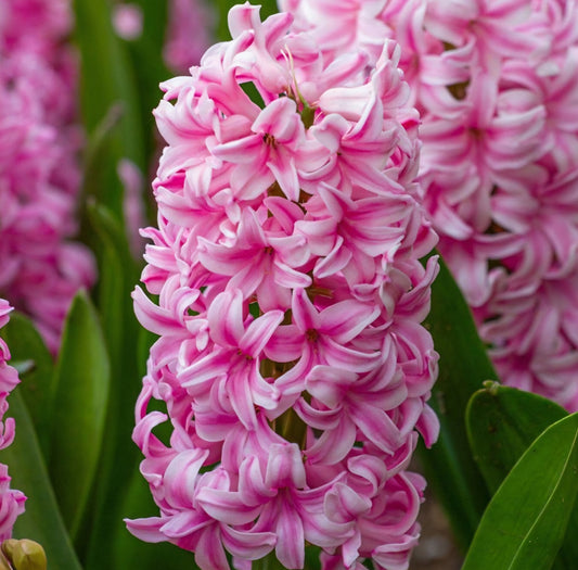 Hyacinth Pink Pearl Bulbs