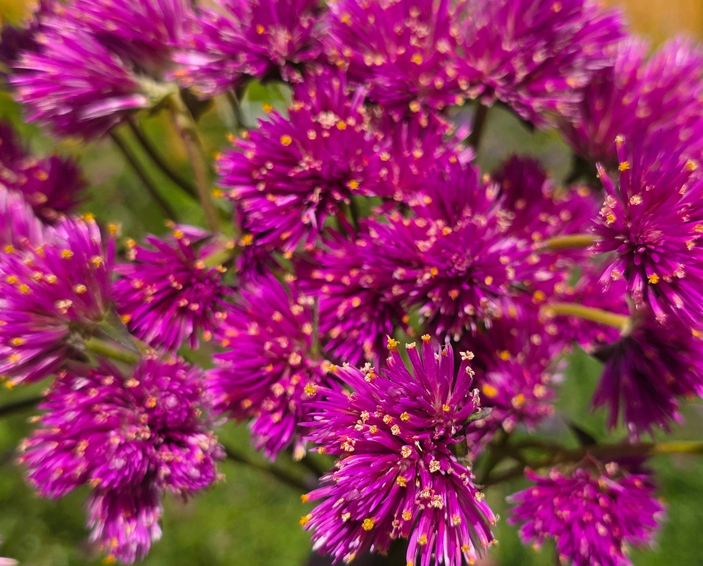 Gomphrena Fireworks Plugs (4)