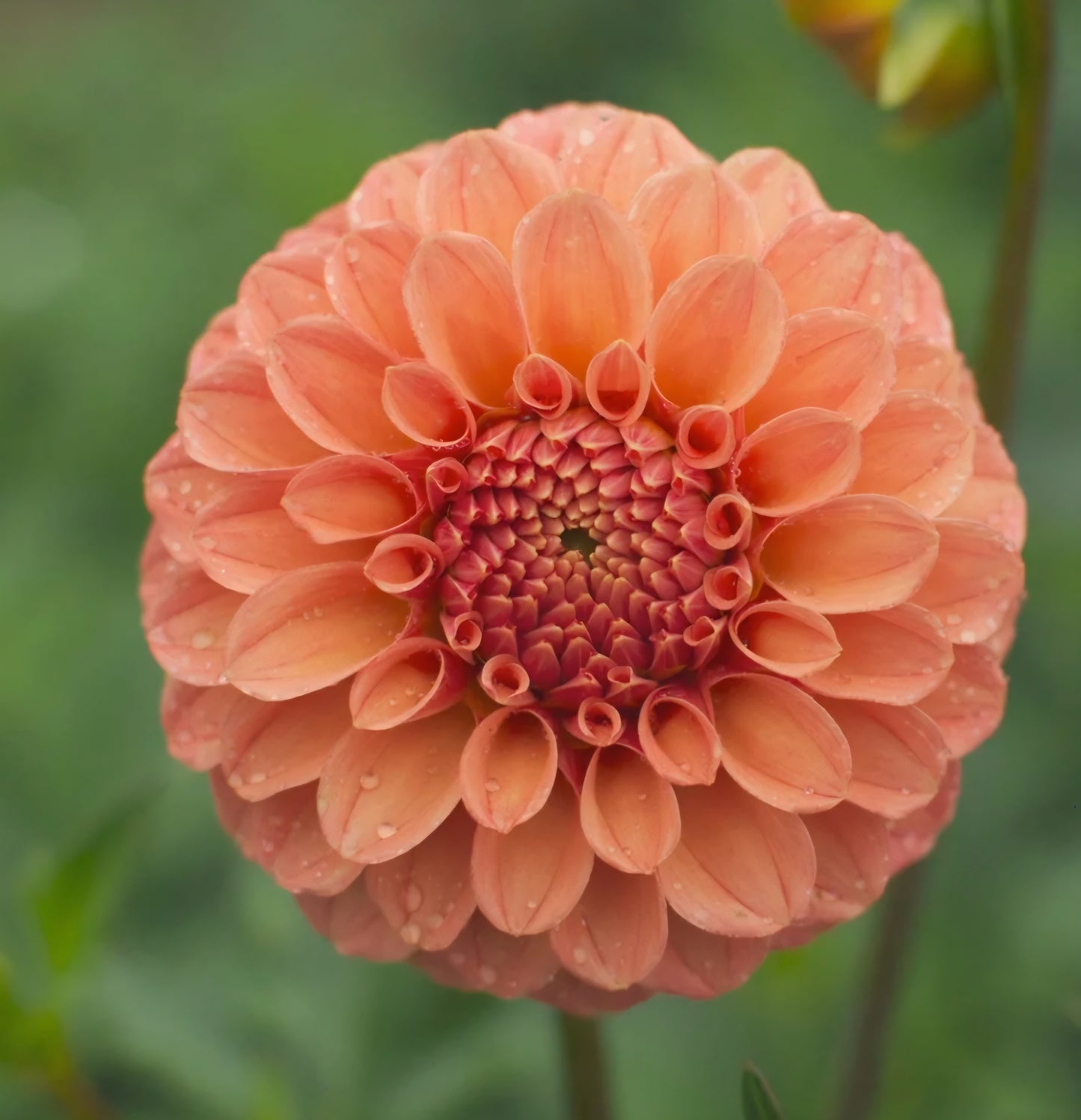 Rose Toscano Dahlia Tuber