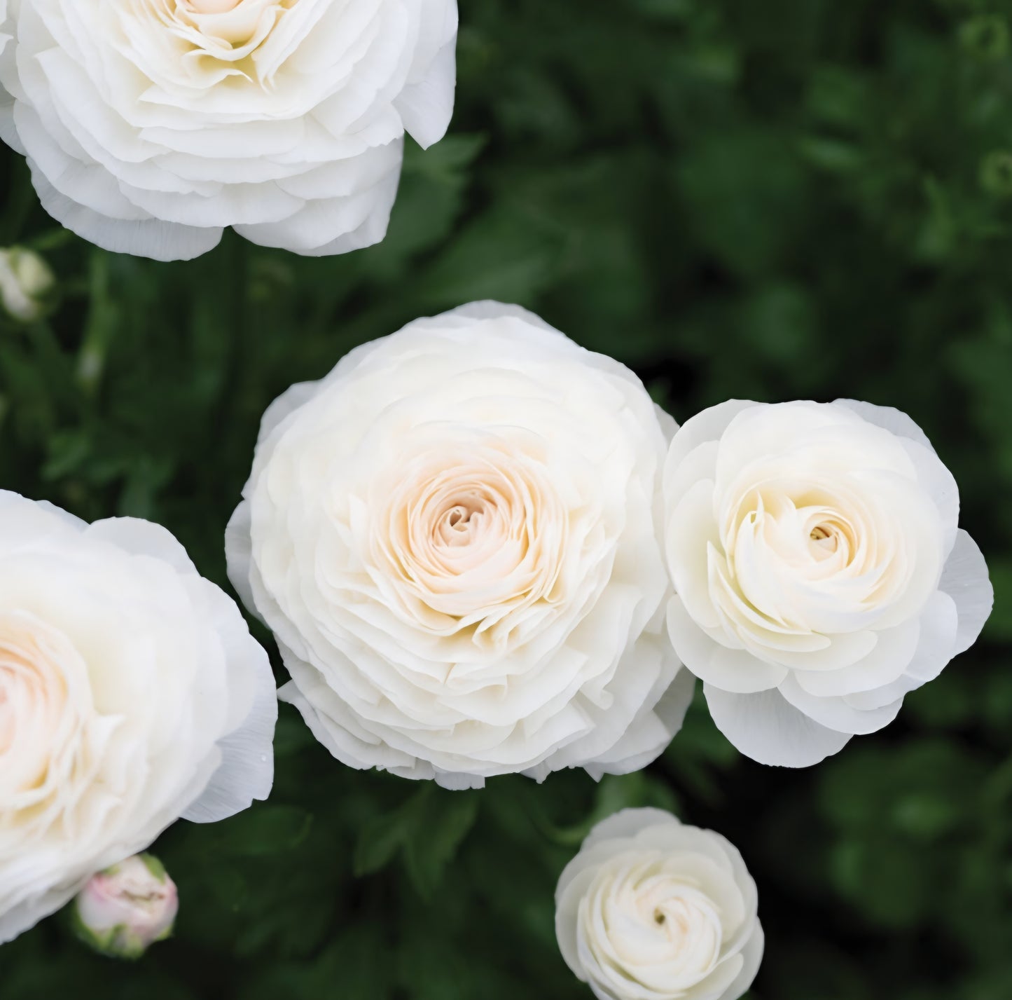 Romance Courchevel Ranunculus Corms