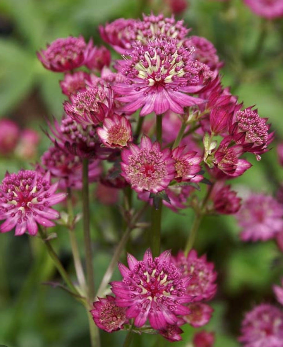 Astrantia Major Star of Beauty Root