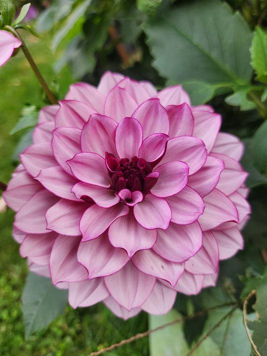 Dahlia Tuber Creme de Casis