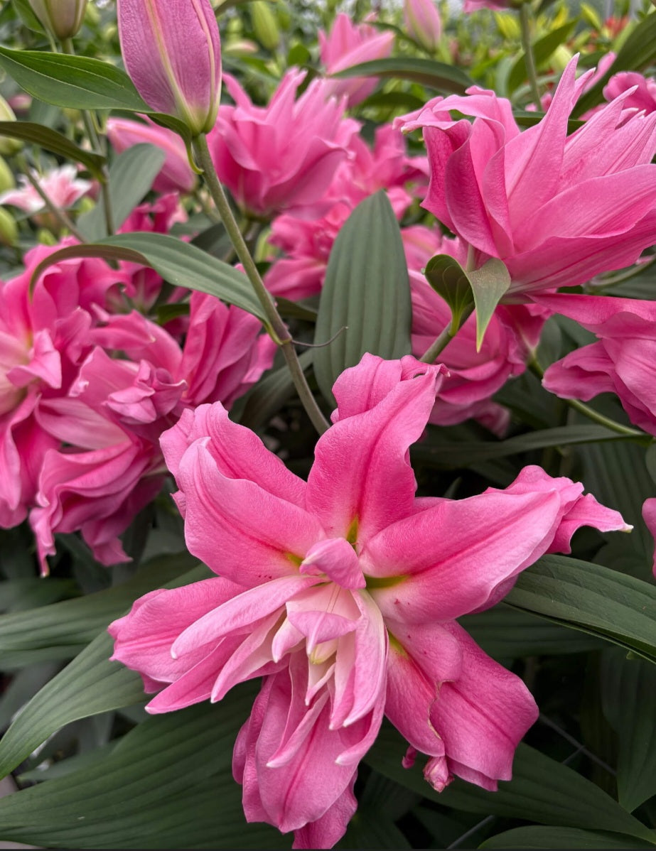 Kadango Double Oriental Lily Bulbs (5)