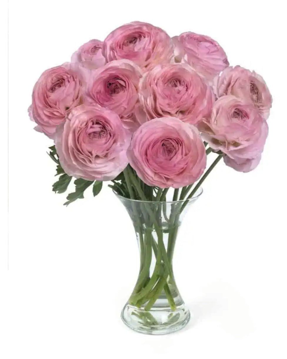 Romance Seine Ranunculus Corms