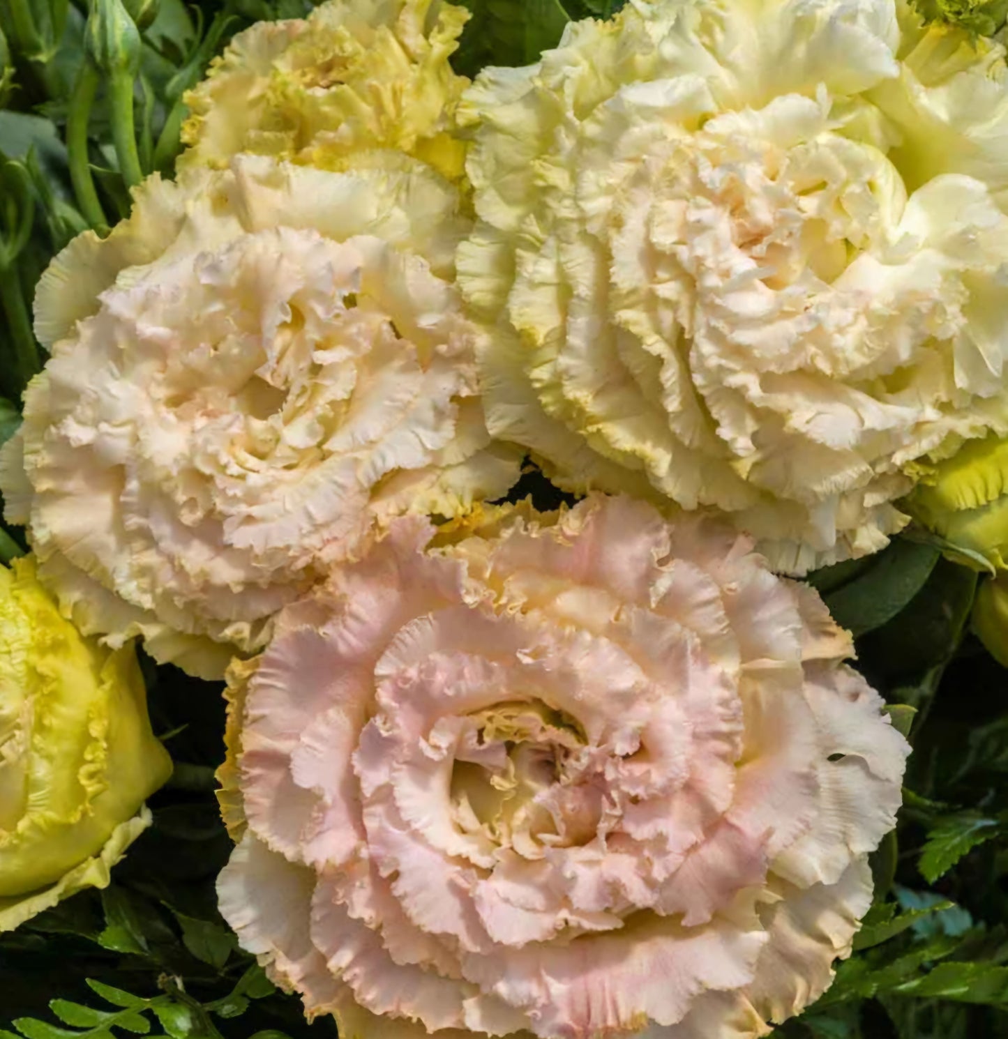 Lisianthus Voyage Champagne Plugs (4)