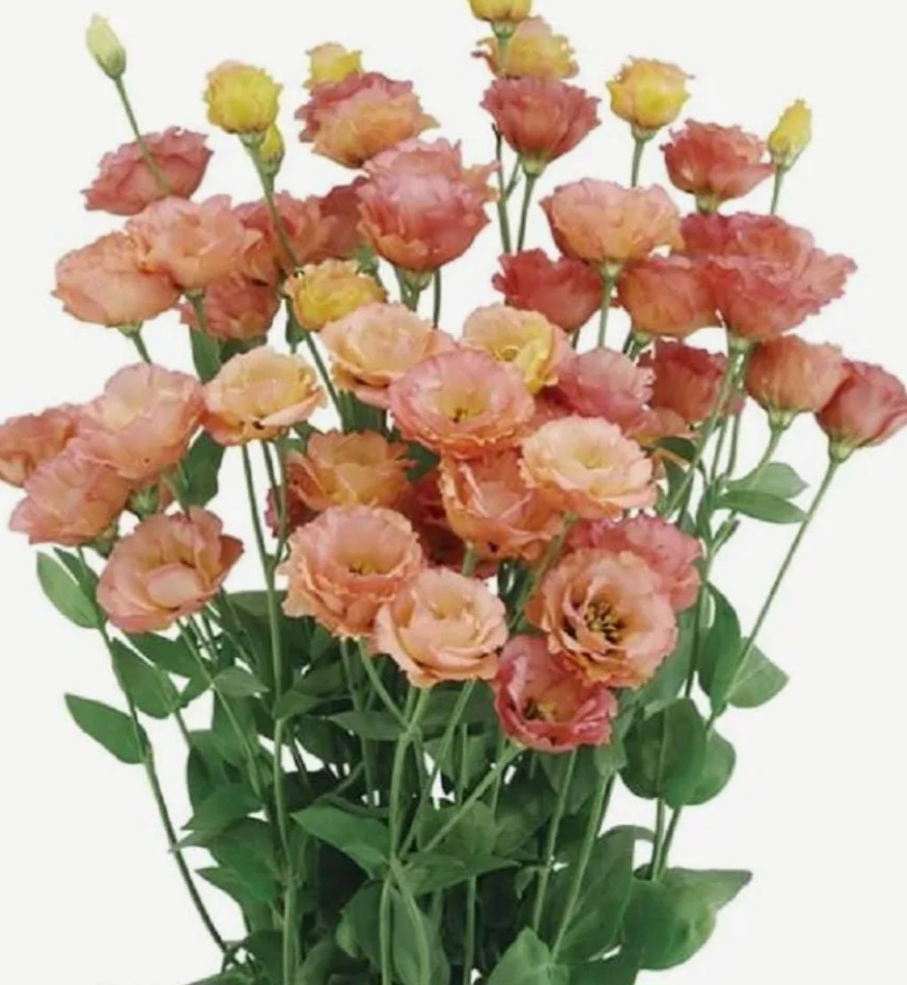 Lisianthus Little Summer Orange Plugs