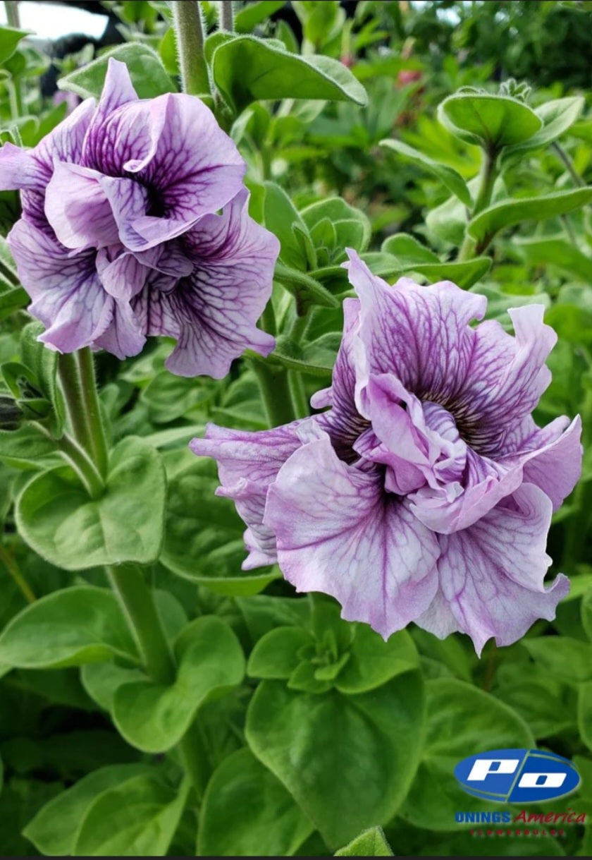 Italian Petunia Doppio Allegretto Mix Plugs