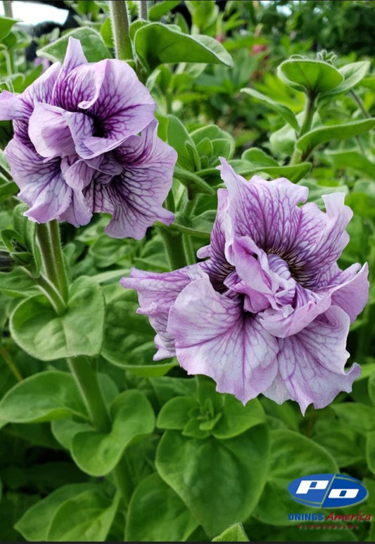 Italian Petunia Doppio Allegretto Mix Plugs