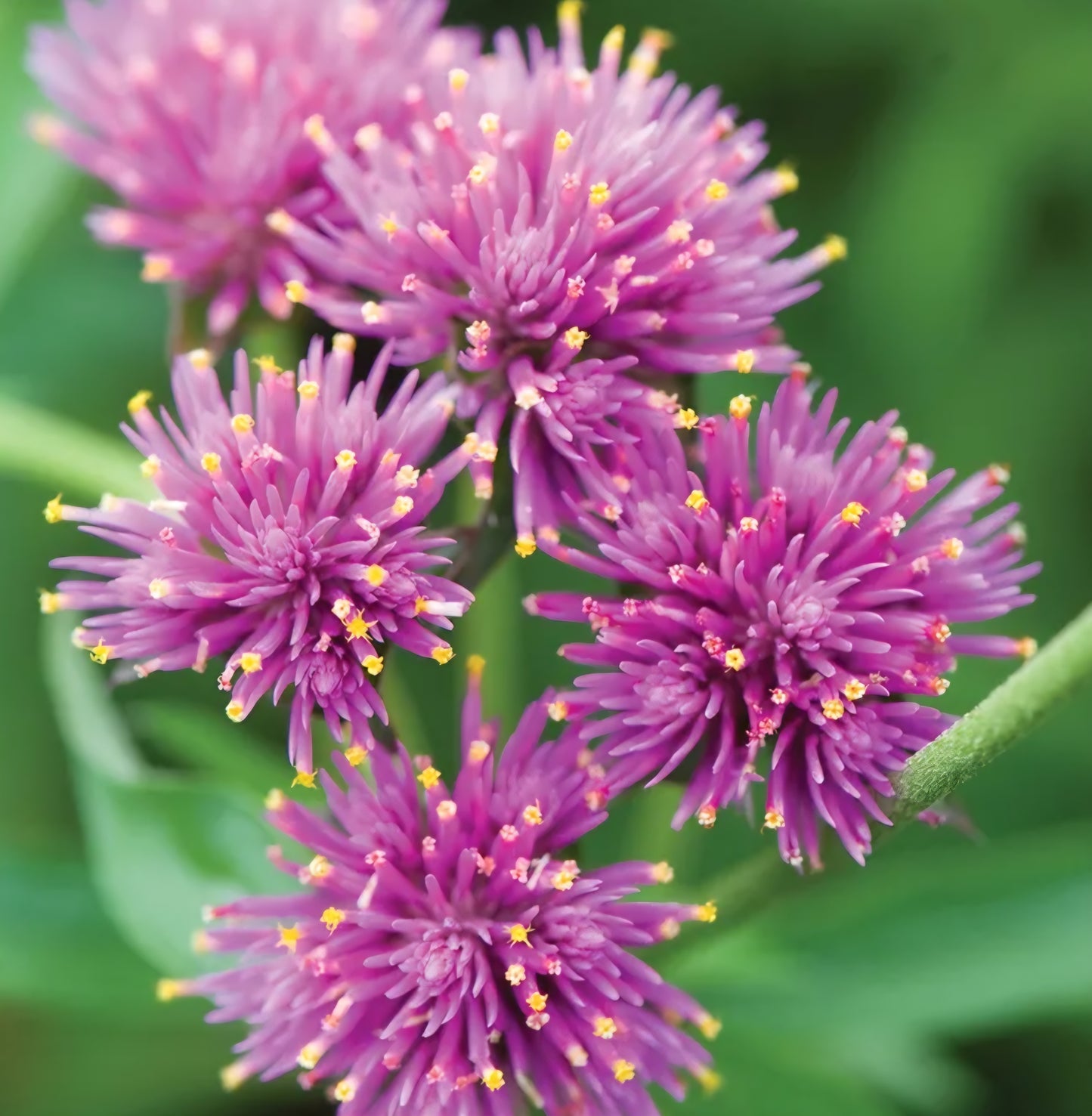 Gomphrena Fireworks Plugs (4)