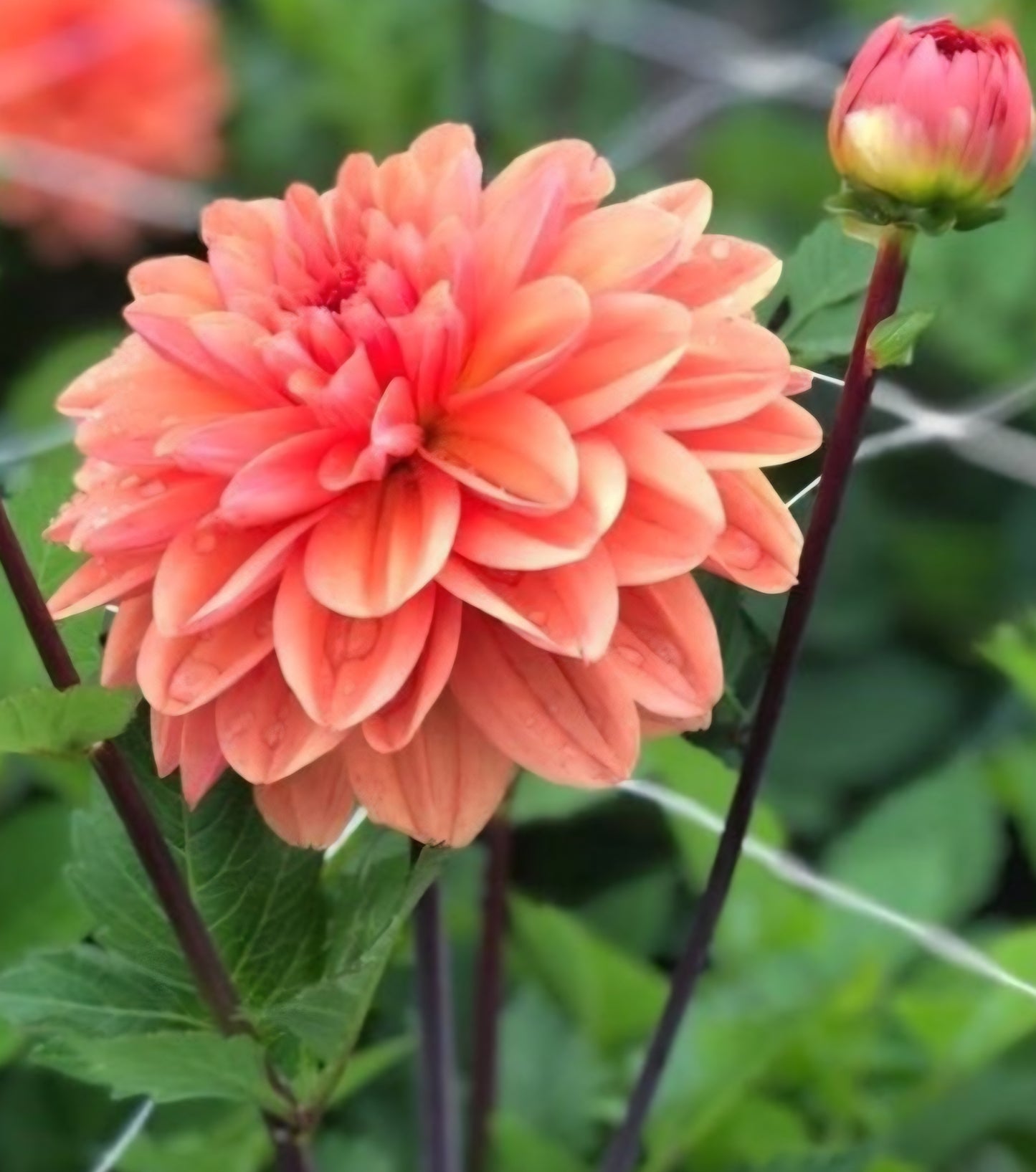 Orange King Dahlia Tuber