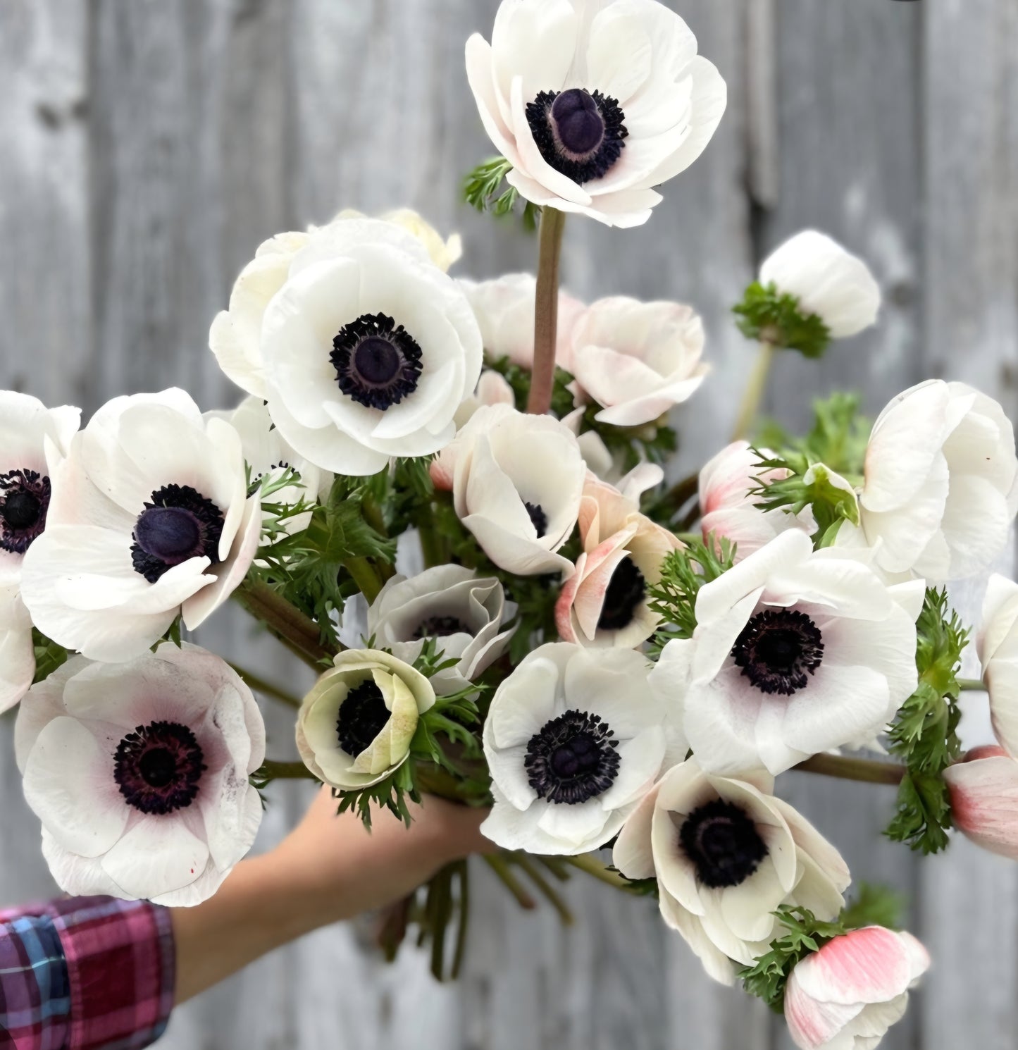 Anemone Marianne Panda White Corms (10)