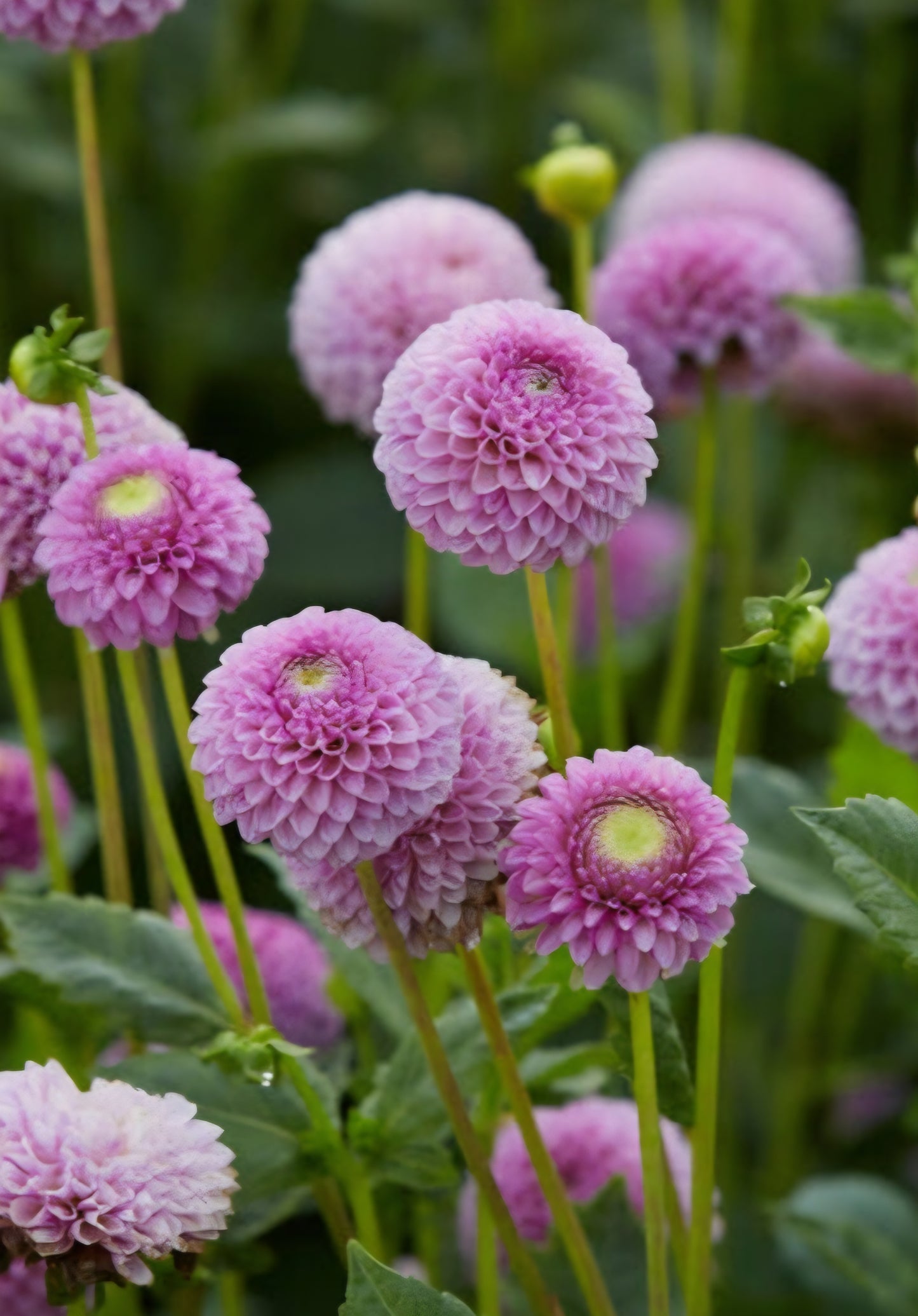 Lipoma Pom Pom Dahlia Tuber