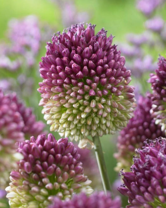 Allium Sphaerocephalon Drumstick