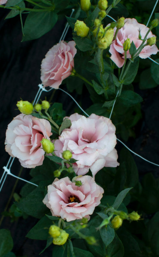 Lisianthus Espirit I Light Pink Plugs (4)