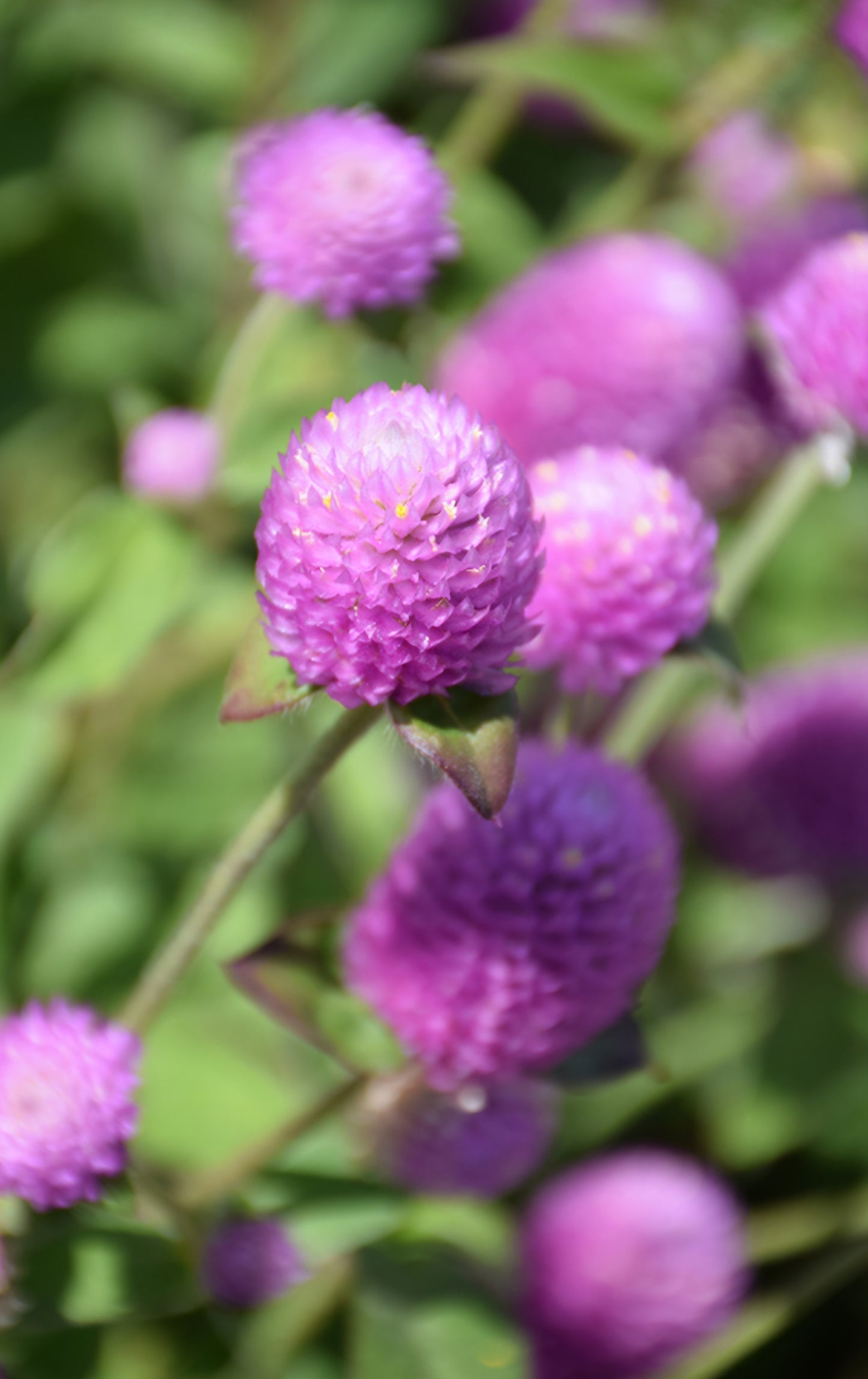 Ping Pong Gomphrena Lavender Plugs (4)
