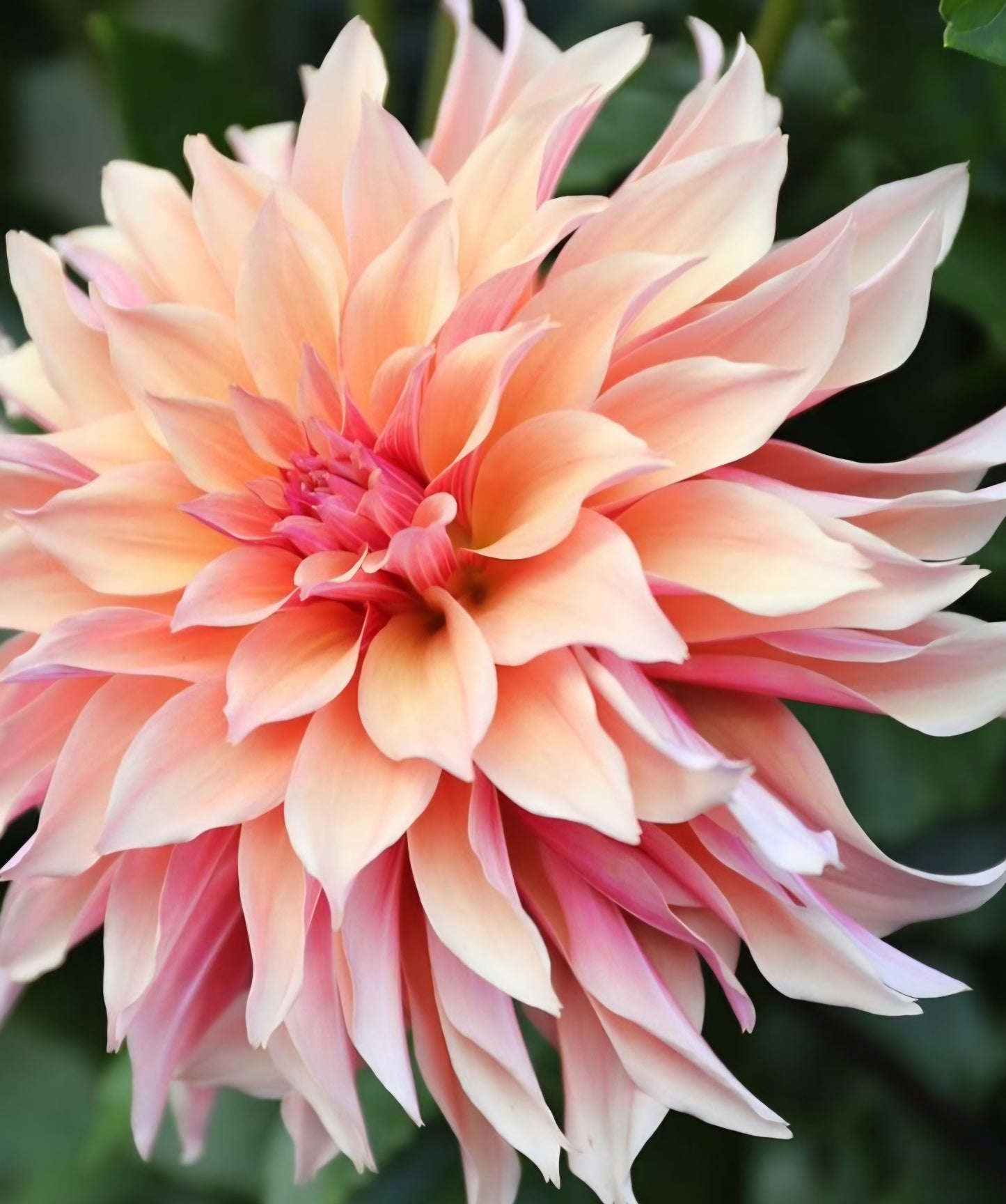 Labyrinth Dahlia Tuber