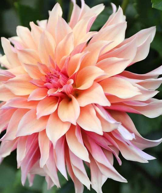 Labyrinth Dahlia Tuber