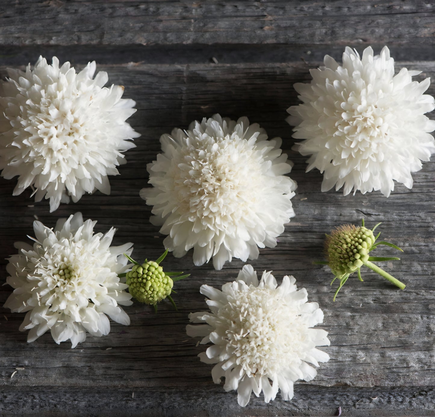Scabiosa Snowmaiden Plugs