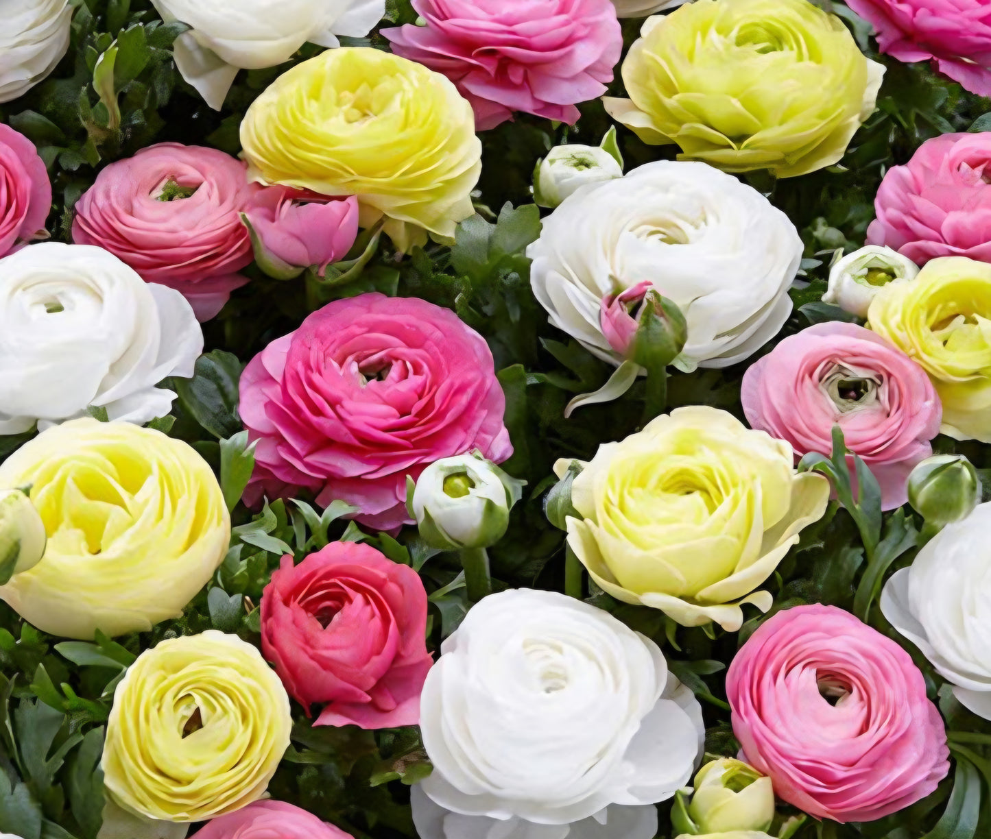 Tecolote Pastels Ranunculus Corms