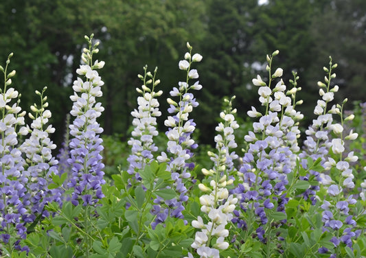 Baptisia Lunar Eclipse (2)