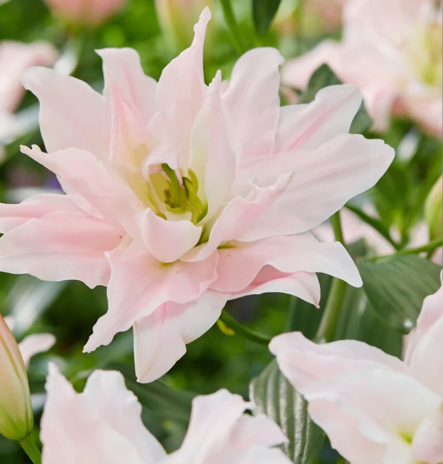 Amistad Double Oriental Lily Bulbs (5)