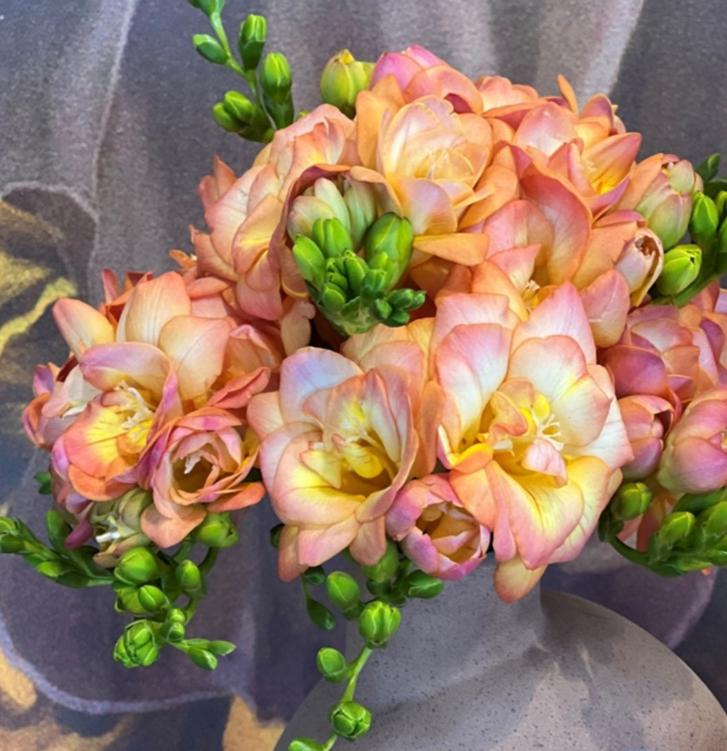 Double Freesia Peachy Queen Bulbs (10)