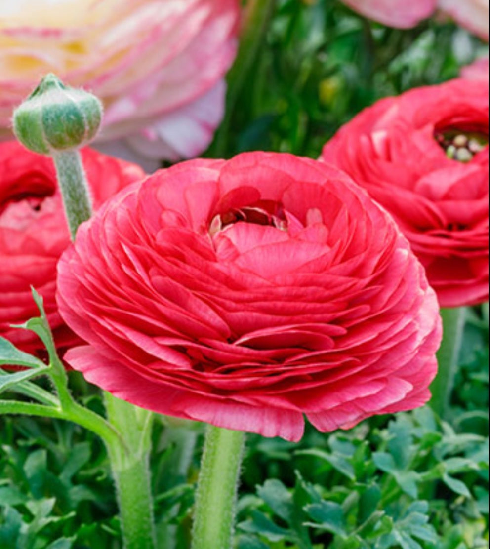 Tecolote Rose Ranunculus Corms